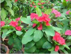 โป๊ยเซียน