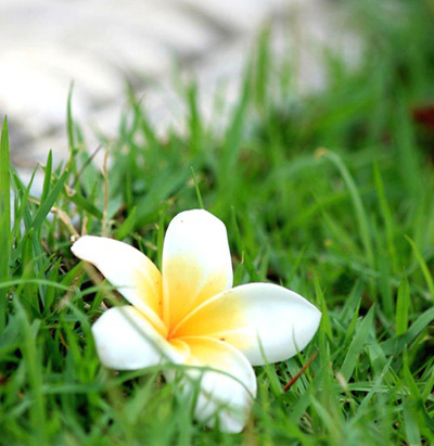 ต้นลั่นทม, ลีลาวดี