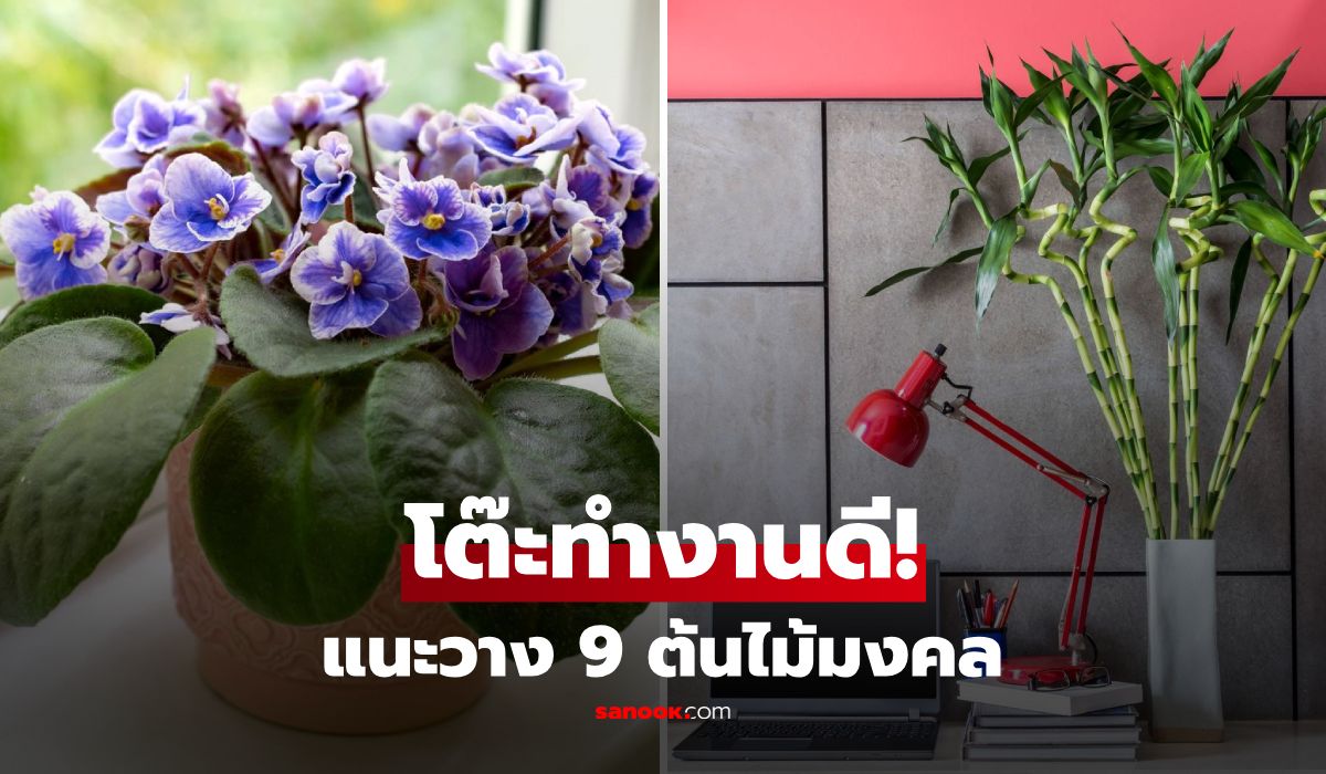 9 ต้นไม้มงคล "บนโต๊ะทำงาน" ตามความเชื่อฮวงจุ้ย วางแล้วช่วยเสริมพลังด้านไหน?