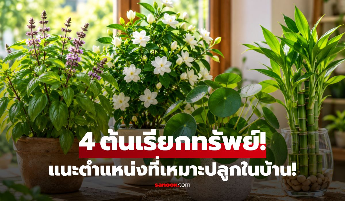 4 ต้นไม้ "ดึงดูดโชคลาภ" เรียกทรัพย์ตามความเชื่อ พร้อมแนะตำแหน่งที่เหมาะปลูกในบ้าน!