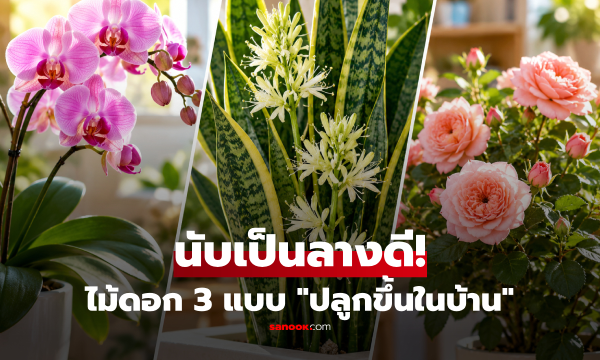 ไม้ดอก 3 แบบนี้ ปลูกขึ้นในบ้านถือเป็น "ลางดี" บ่งบอกถึงความมั่งคั่ง-ความเจริญรุ่งเรืองที่จะมาถึง!