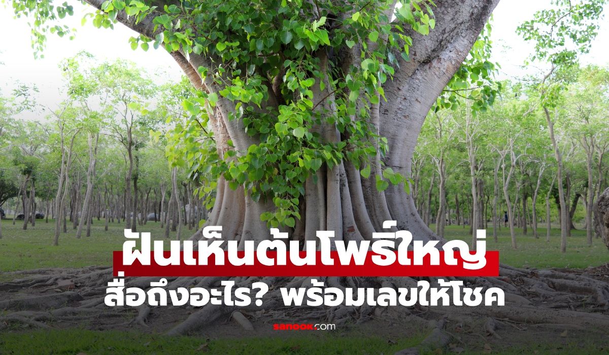 ฝันเห็นต้นโพธิ์ใหญ่ ทำนายฝันหมายถึงอะไร พร้อมเลขให้โชค