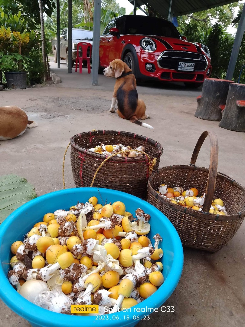 เห็ด ก้อง ห้วยไร่ 