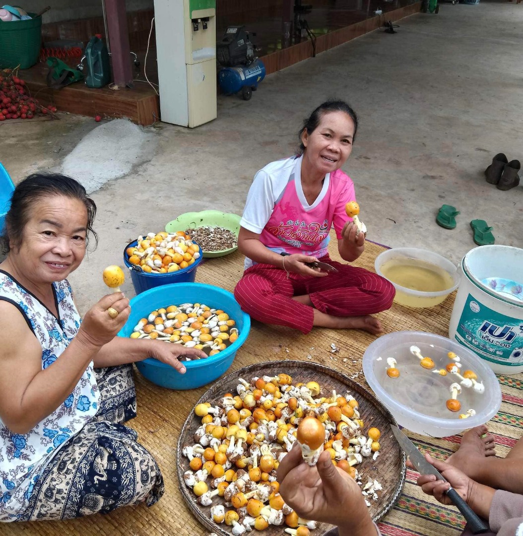 เห็ด ก้อง ห้วยไร่ 