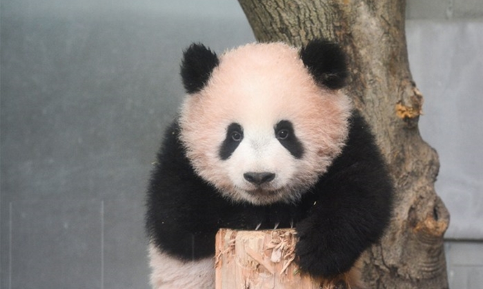 ต้อนรับแพนด้าน้อยสุดน่ารัก Xiang Xiang แห่งสวนสัตว์อุเอโนะ