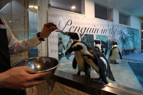 Penguin Bar