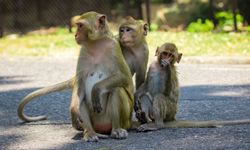 งานวิจัยเผย ทำไมลิงตัวเมีย ไม่ค่อยไว้ใจลิงตัวผู้ แม้ทำถูกต้อง!?