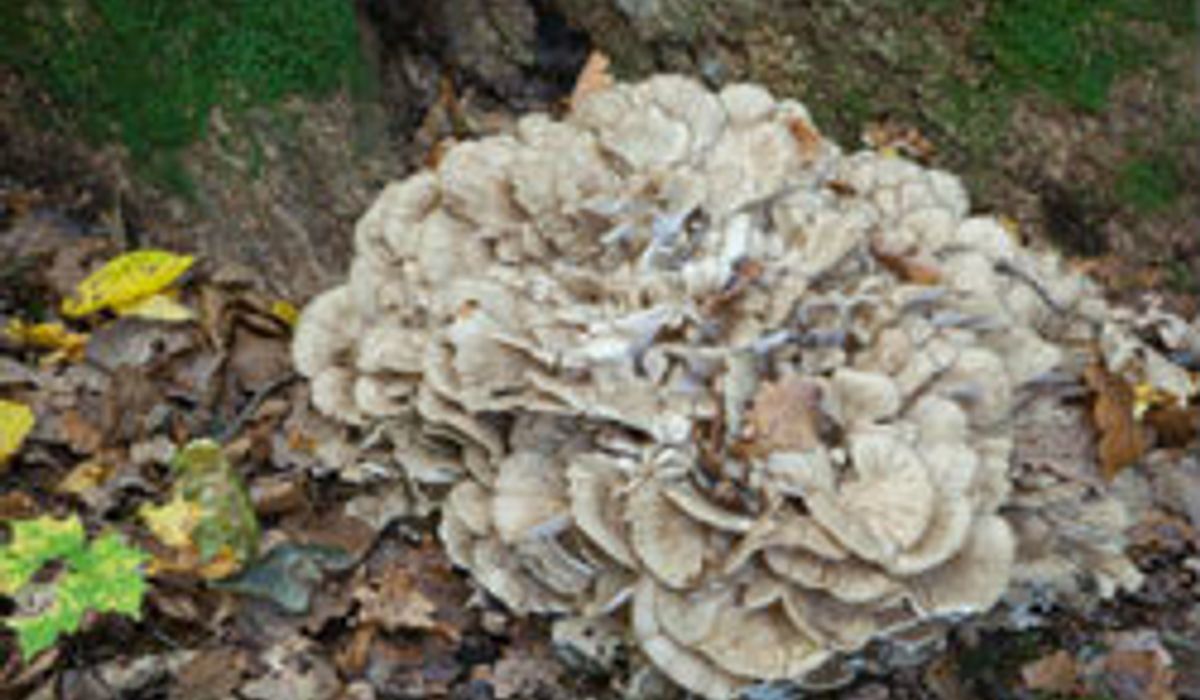 "ยกระดับภูมิคุ้มกัน ยกระดับคุณภาพชีวิต" ทางเลือกใหม่แบบธรรมชาติเพื่อสุขภาพที่ดีกว่าเดิม