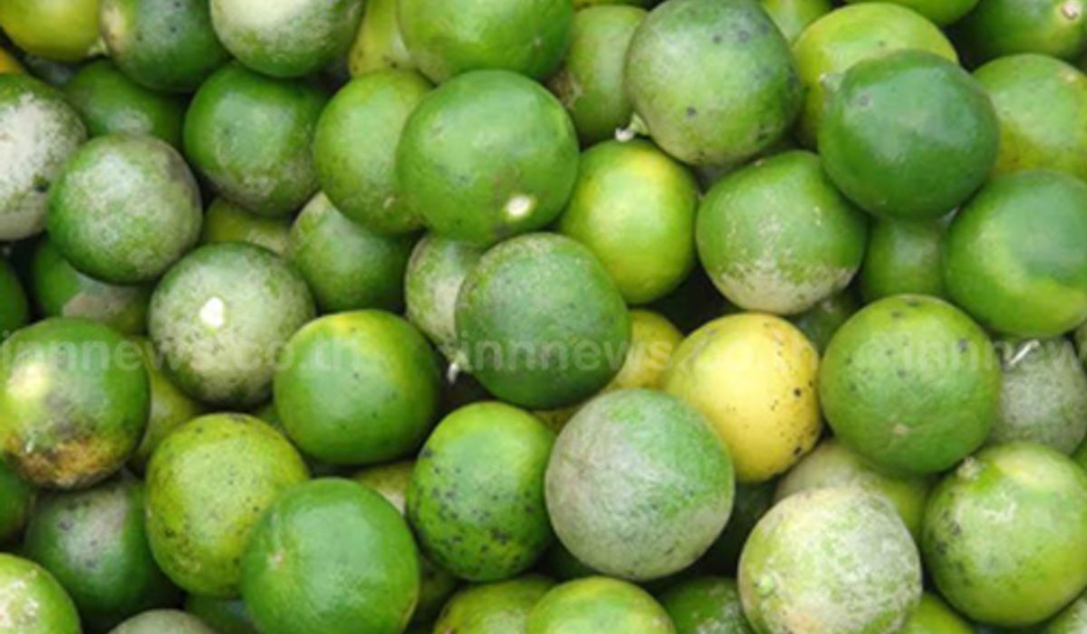 พาณิชย์เผยราคามะนาววันนี้ลูกละ1บาท