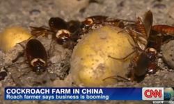 "ฟาร์มแมลงสาบ"บูมในจีน ป้อนตลาดผลิตยารักษาโรคท้อง-ตับ-หัวใจ