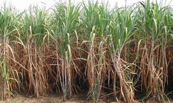 เล็งนำน้ำตาลทรายดิบผลิตเอทานอลเพิ่ม