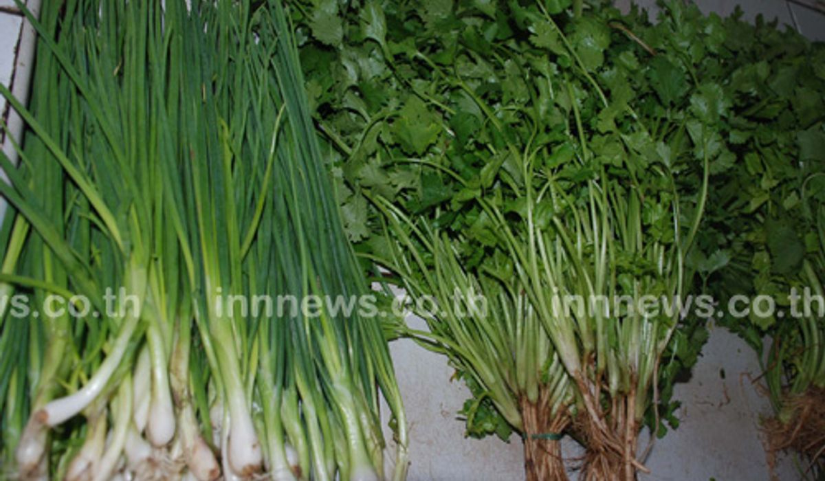 พณ.เผยราคาผักชีวันนี้120บ./กก.