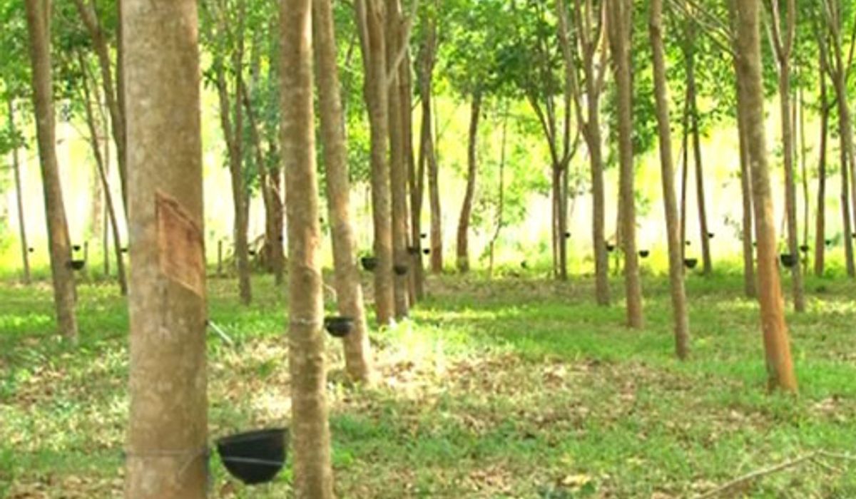 กยท.แนะเกษตรกรดูแลสวนยางใกล้ชิด