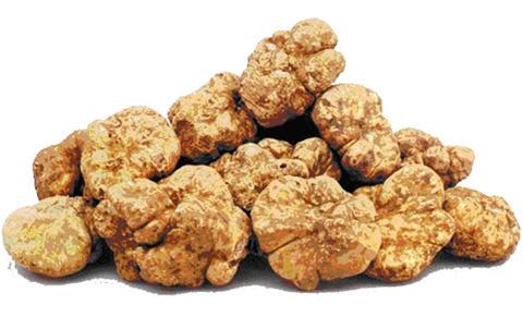 เห็ดทรัฟเฟิลขาว