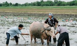 เขยผู้ใหญ่  สะใภ้กำนัน เรื่องย่อ ละครช่อง7