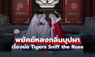 เรื่องย่อ พยัคฆ์หลงกลิ่นบุปผา Tigers Sniff the Rose (2026) ซีรีส์จีนย้อนยุคโรแมนติกดราม่า