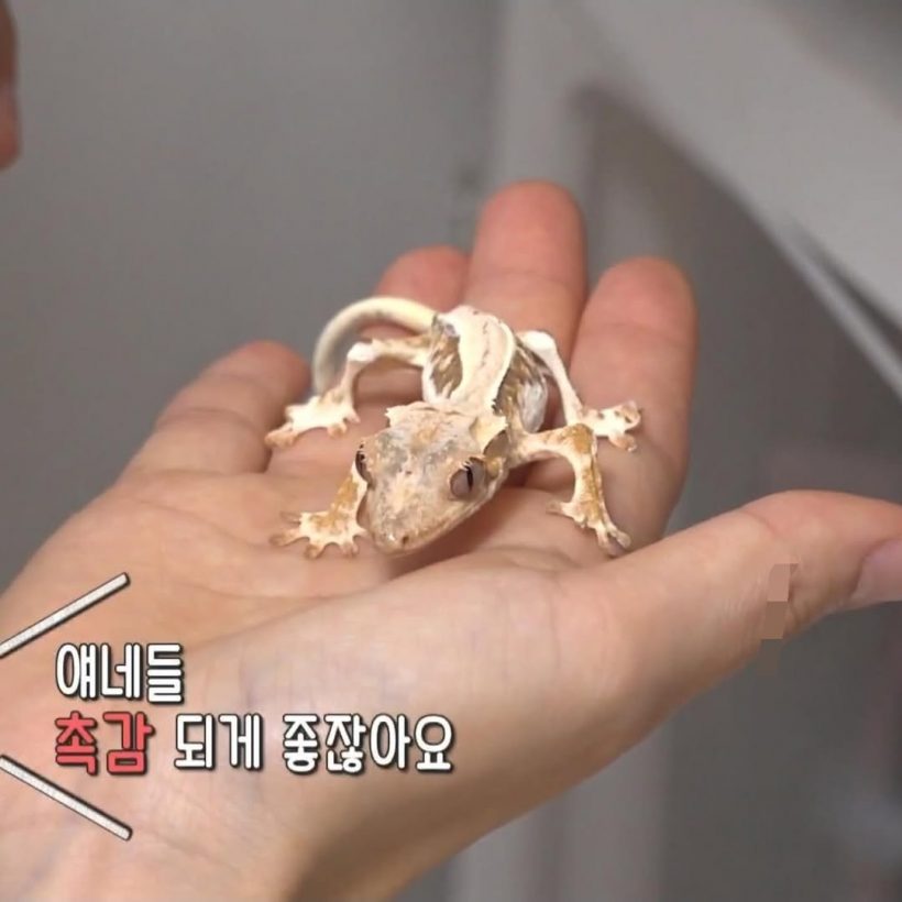 “ฮันจีอึน” ถูกหาว่าทารุณสัตว์ หลังโชว์สัตว์เลี้ยงในรายการทีวี