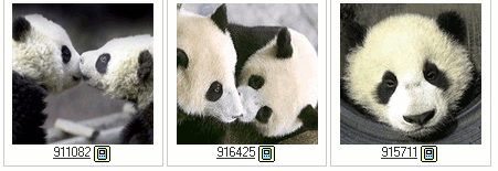 หนัง Trail of the Panda แพนด้าเพื่อนรัก