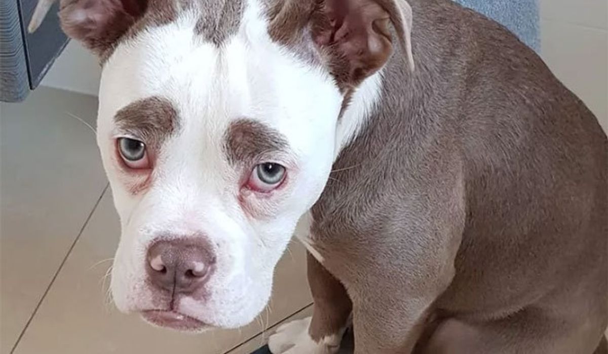 น้องหมาหน้าเศร้าที่สุดในโลก แต่จะเศร้าไปกว่านี้ถ้าได้กินเนื้อ