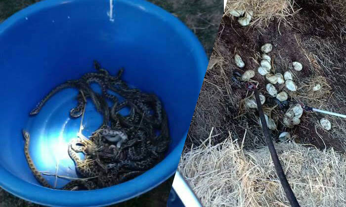 ชาวบ้านผวา พบลูกงูหลาม 26 ตัวที่โคราช ร้องกู้ภัยให้ช่วยจับ