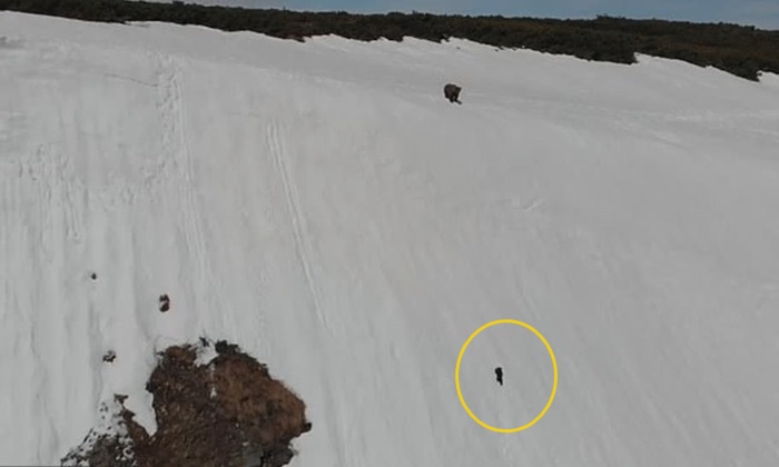 ลุ้นตามใจระทึก ลูกหมีลื่นไถลลงเขาหิมะ ฮึดสู้ปีนขึ้นไปหาแม่ได้สำเร็จ