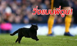 น่ารักขโมยซีน "เจ้าแมวดำ" โผล่ป่วนสนามบอลพรีเมียร์ลีก คู่ "ทอฟฟี่-หมาป่า"