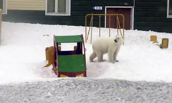 ประกาศภาวะฉุกเฉิน! ฝูงหมีขาว 50 ตัว บุกเมืองขั้วโลกรัสเซีย ชาวบ้านผวาโดนขย้ำ