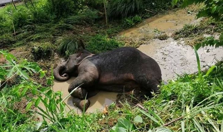 หมอสุดยื้อ "ช้างป่าชลบุรี" ทนเจ็บไม่ไหว สิ้นใจหลังรถบรรทุกชน