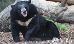 มองโกเลียสลด! พ่อและลูกชายวัย 8 ขวบ เจอ “หมี” บุกทำร้ายเสียชีวิต