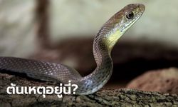 งานวิจัยชี้ "งู" อาจเป็นแหล่งเพาะเชื้อไวรัสโคโรนาสายพันธุ์ใหม่ ที่กำลังเริ่มแพร่ระบาด