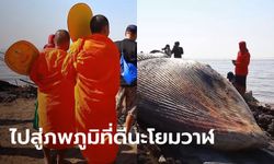 ชาวบ้านนิมนต์พระสวดบังสุกุลซากวาฬบรูด้า สัตวแพทย์เผย กรามบนหัก-ถูกกระแทกแรง