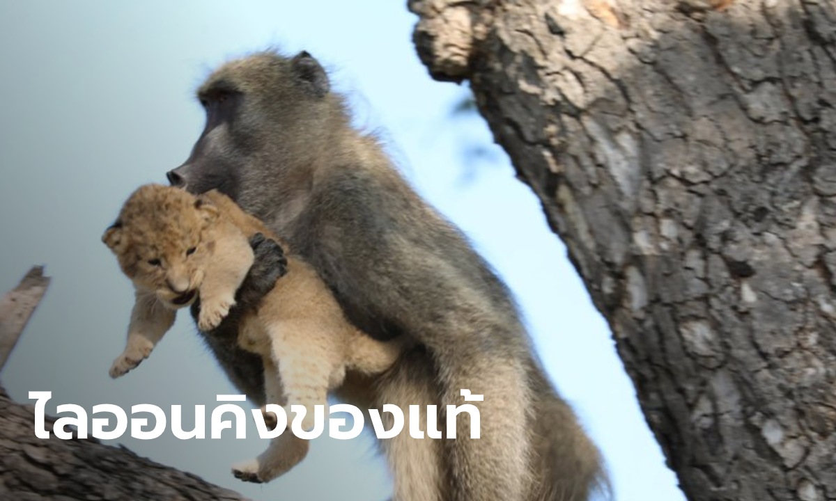 ไลอ้อนคิง? ลิงบาบูนหอบลูกสิงโตขึ้นต้นไม้ จนท.เผย 20 ปีไม่เคยเห็นแบบนี้ (คลิป)