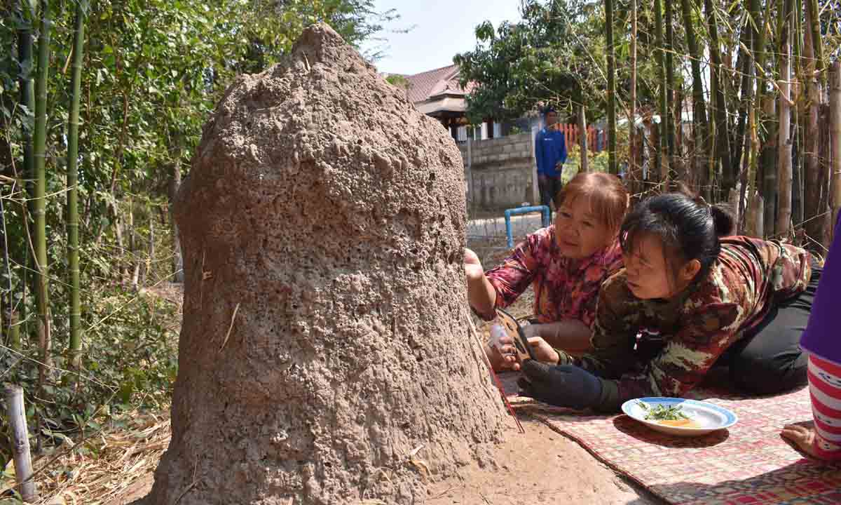 คอหวยลงทุนนอนส่องหาเลขเด็ด "พญาจอมปลวกระฆังยักษ์" พระธุดงค์เคยทักไม่ธรรมดา