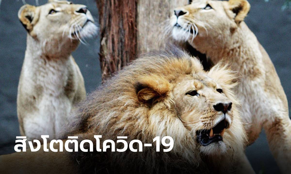 ราชสีห์ก็ไม่รอด! สิงโต 4 ตัวในสวนสัตว์บาร์เซโลนาติด “โควิด-19”