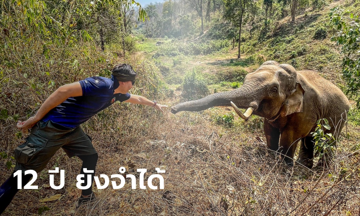 "หมอล็อต" โพสต์ภาพประทับใจ เจอช้างป่าที่เคยรักษา ผ่านมา 12 ปี ยังจำกันได้