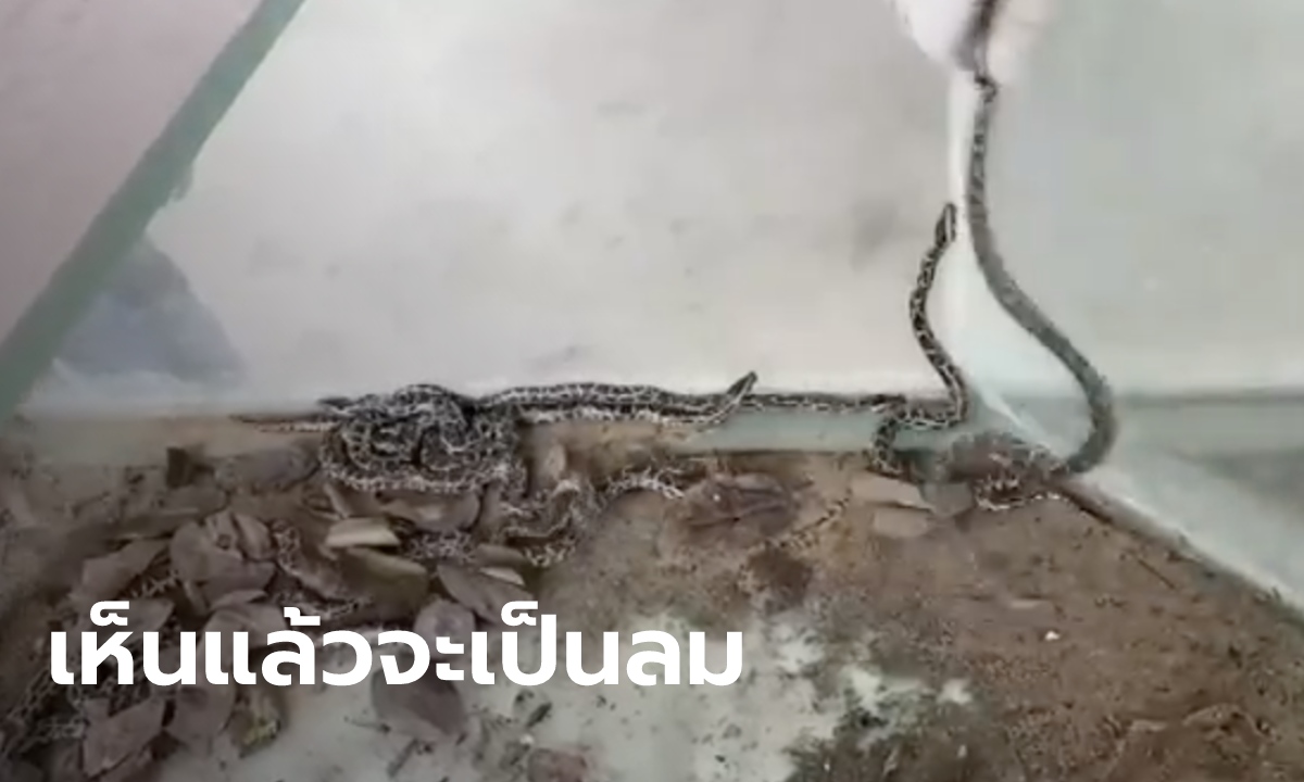 โรงงานเก่าสุดสยอง เจอลูกงูหลามยั้วเยี้ย 23 ตัว คนจับบอกมีเยอะกว่านี้ แต่หนีไปได้