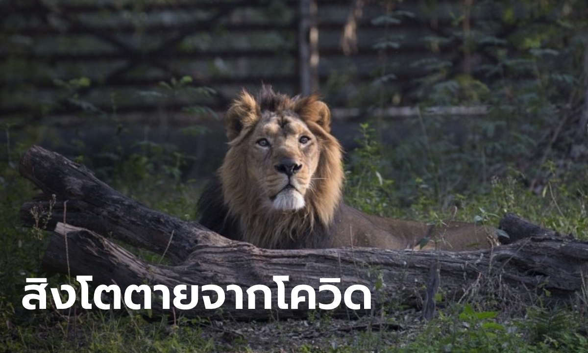 สิงโตตายในสวนสัตว์ที่อินเดีย คาดติดเชื้อโควิด-19 ตัวที่ยังเหลือติดเชื้อเพียบ