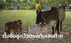 วัวให้โชค 4 ปี ออกลูก 7 ตัว เจ้าของฝันมีคนส่งมาเกิด เช้าซื้อหวย เย็นวัวออกลูกแฝด