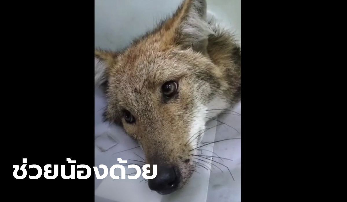 สายตาอ้อนวอน! ช่วยสุนัขจิ้งจอกแดง สัตว์ใกล้สูญพันธุ์ ถูกรถชน(มีคลิป)