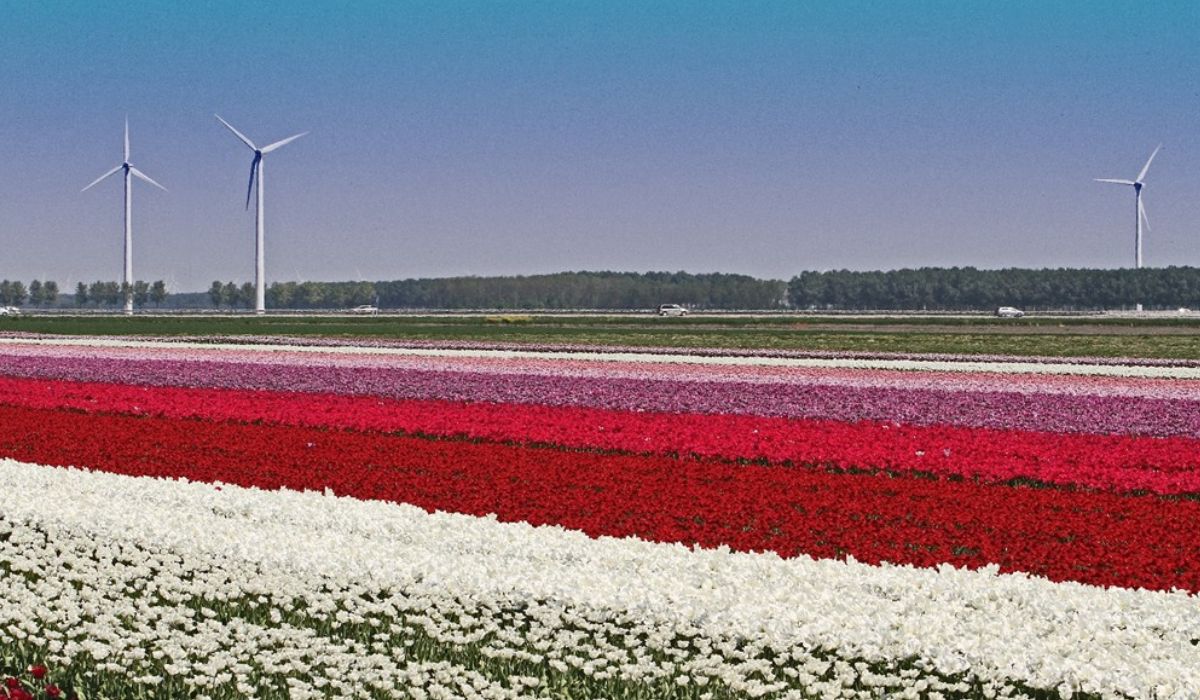 เนเธอร์แลนด์ จัดงานมหกรรมพืชสวนโลก Expo 2022 Floriade Almere