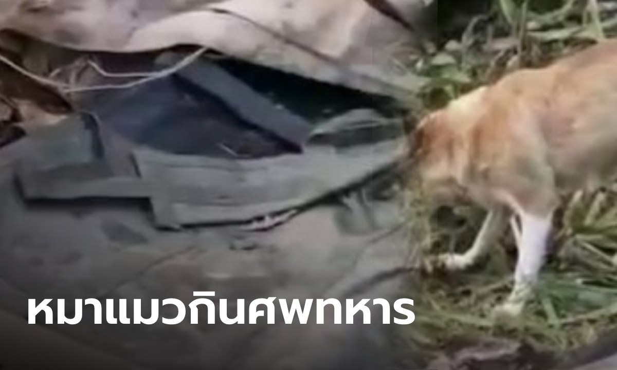 คลิปสยองว่อนเน็ต หมาแมวกัดทึ้งซากมนุษย์ คนโพสต์อ้างเป็นศพของ "ทหารรัสเซีย"