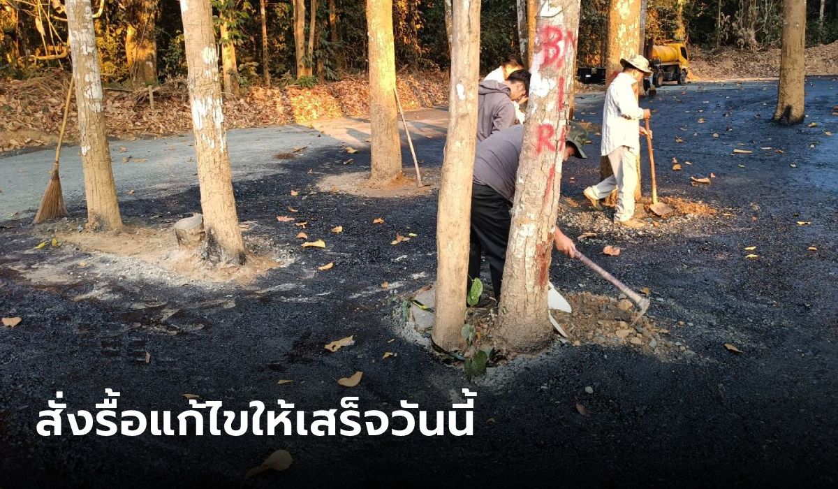 แจงแล้ว ลาดยางมะตอยทับต้นไม้ใหญ่ ผู้รับเหมาขาดความเข้าใจ สั่งขุดรื้อให้จบในวันนี้