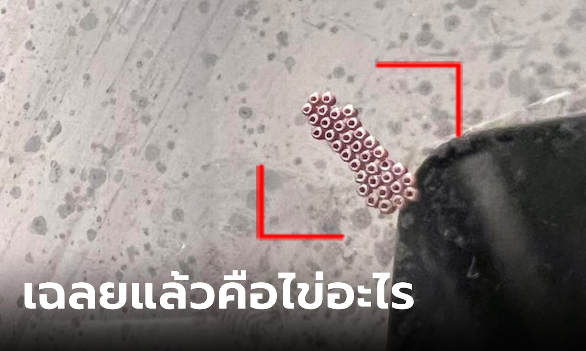 โพสต์ถามคืออะไร? เม็ดปริศนาสีชมพูเรียงกัน 35 เม็ดในครัว ชาวเน็ตจำได้แนะกำจัดด่วน!