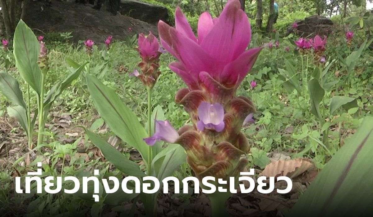 เที่ยวป่ากระเจียวบาน โบราณสถานแหล่งตัดหินภูคอกม้า