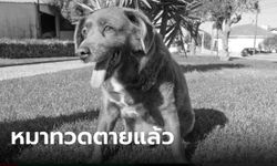 ข่าวเศร้า "โบบี" สุนัขอายุยืนที่สุด กลับดาวหมาแล้วในวัย 31 ปี 165 วัน เจ้าของเผยวิธีเลี้ยง