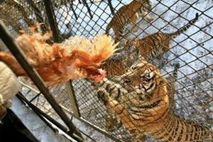 สวนสัตว์จีนทำให้เสือไซบีเรียขาดอาหารตาย 11 ตัว