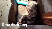 ท่อระบายน้ำตัน เปิดฝาดูช็อกทั้งบ้าน "งูเหลือม" ยาวเกือบ 4 เมตร นอนอิ่มๆ พุงกาง