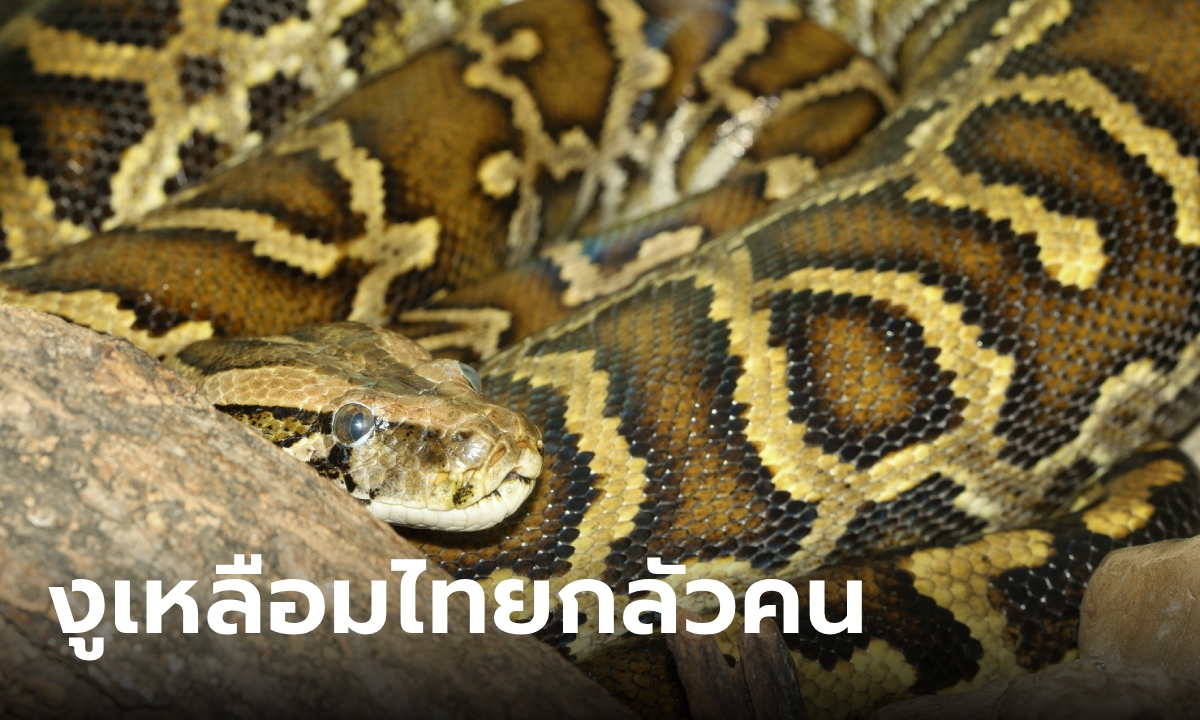 งูเหลือมกินคน นิค อสรพิษวิทยา ยันประเทศไทยไม่ต้องกังวล เขาไม่ได้มองมนุษย์เป็นอาหาร