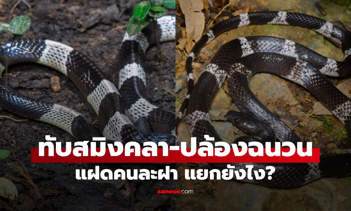 งูทับสมิงคลา-งูปล้องฉนวน แยกยังไง? แฝดคนละฝา ตัวนึงพิษรุนแรง อีกตัวไม่มีพิษเลย