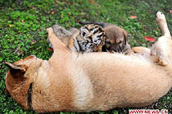 น่ารัก! ลูกเสือตัวเล็กดูดนมจากแม่สุนัข
